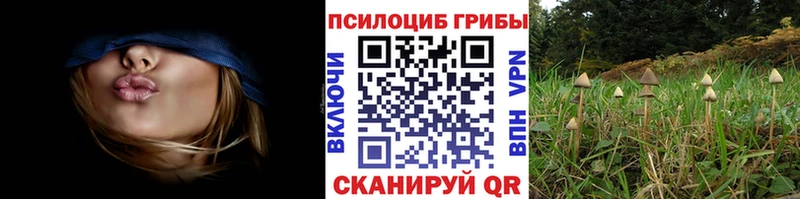 Псилоцибиновые грибы Psilocybine cubensis  Лыткарино 